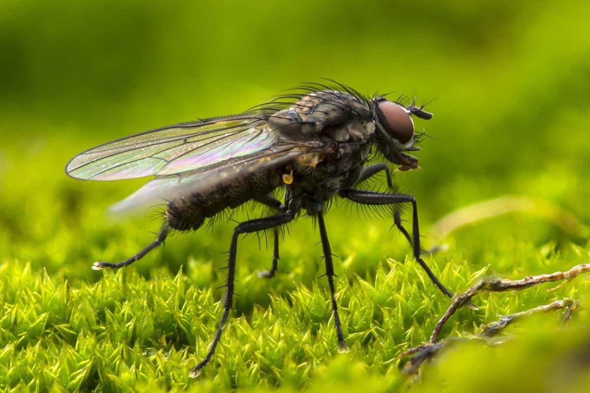 10 Características únicas De Los Insectos