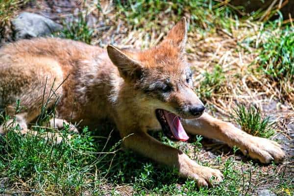 Cachorro de lobo acostado y bostezando