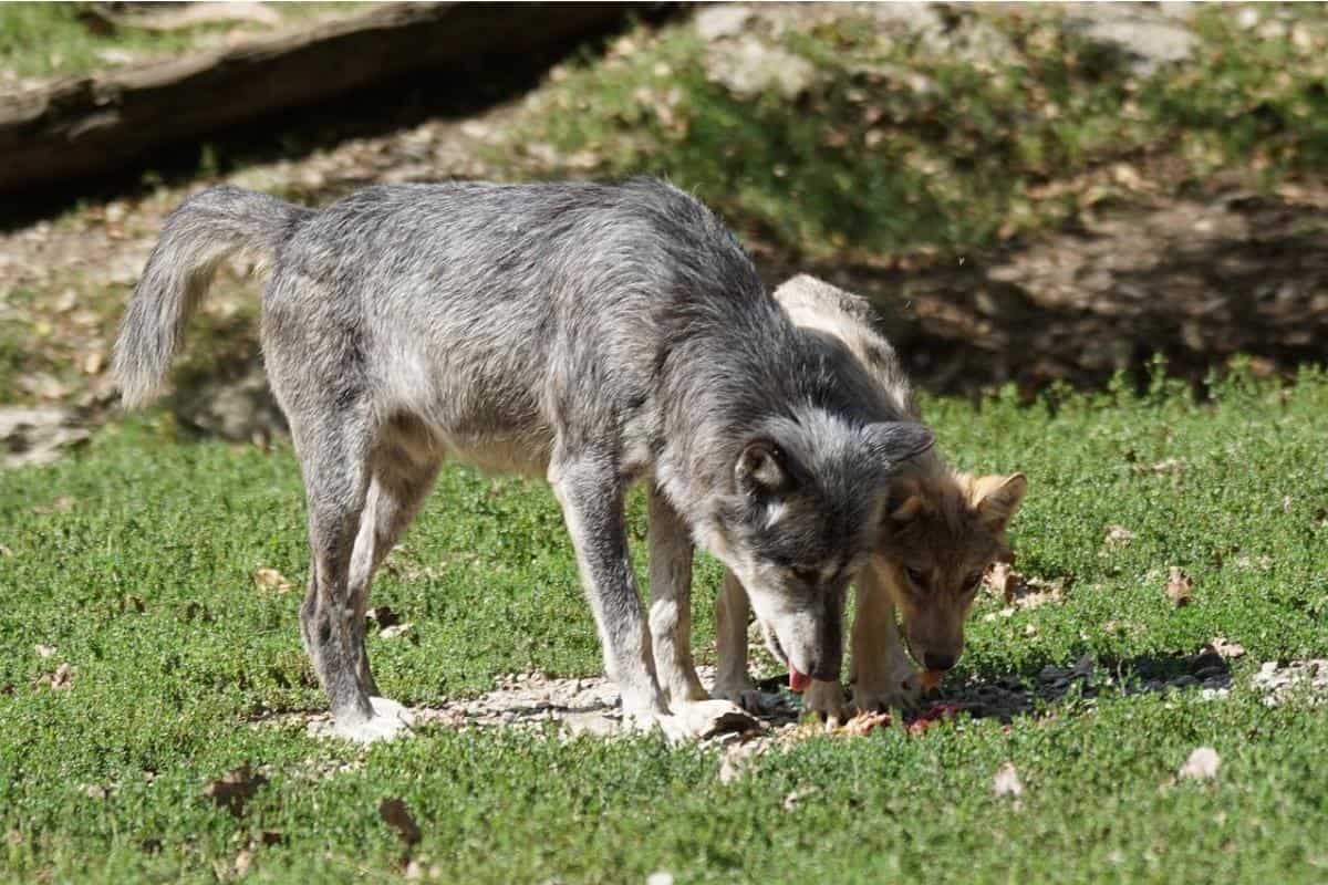 Rangos De Wolf Pack (5 Niveles en La Jerarquía)