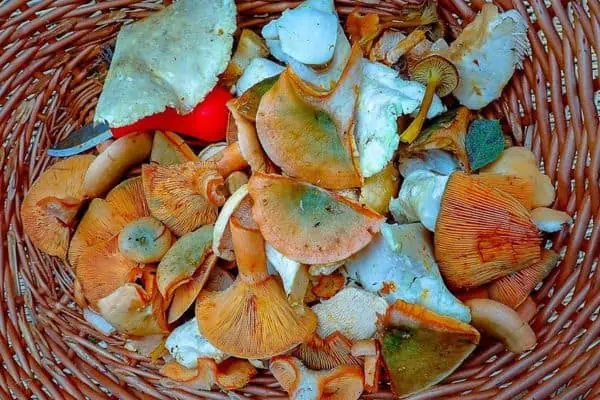 Champiñones frescos en la cesta.