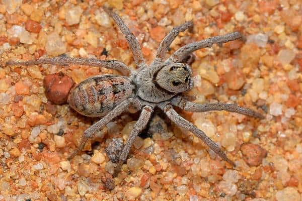 Araña lobo sobre guijarros