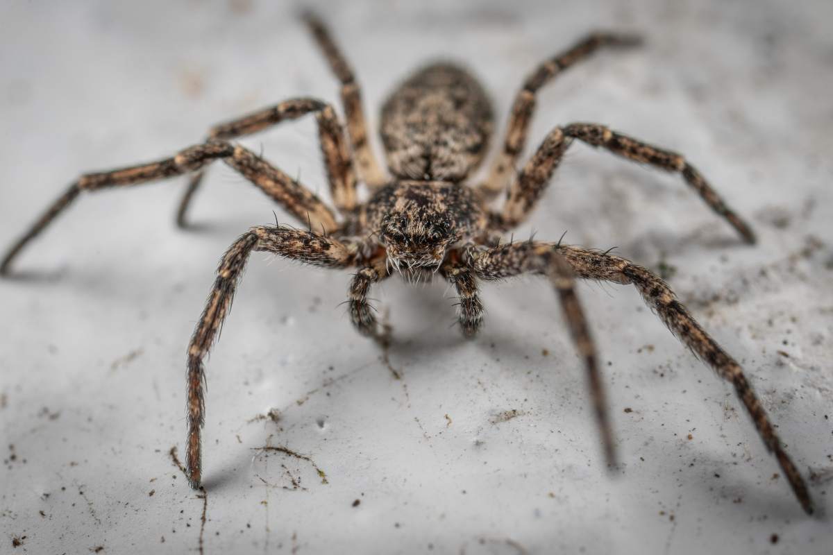 Araña pescadora arrastrándose