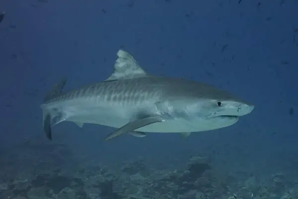 Tiburón tigre bajo el agua