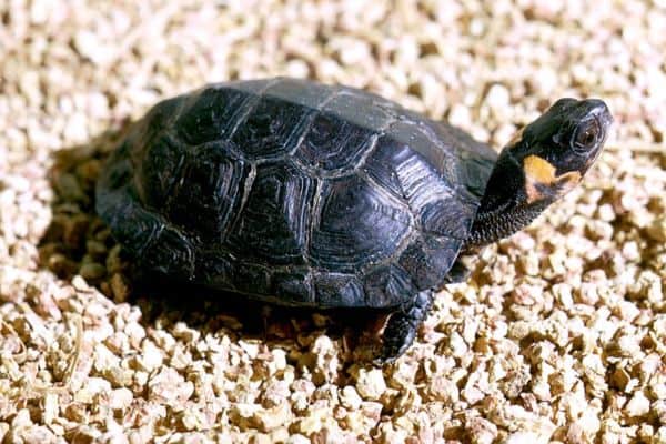 Tortuga de pantano tomando sol