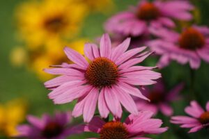 13 Flores Silvestres Comunes en Nebraska (imágenes)