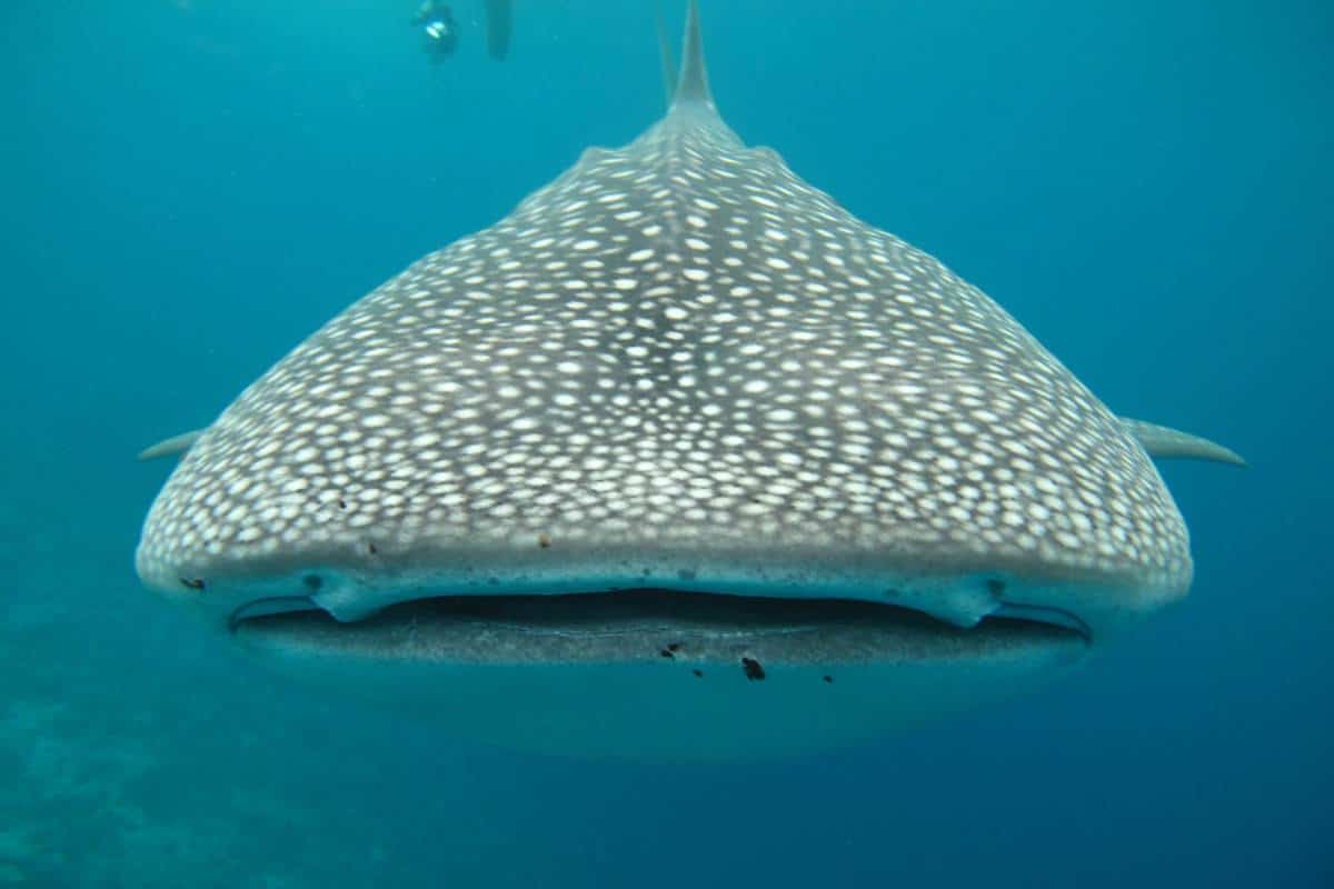 Tiburón ballena bajo el agua