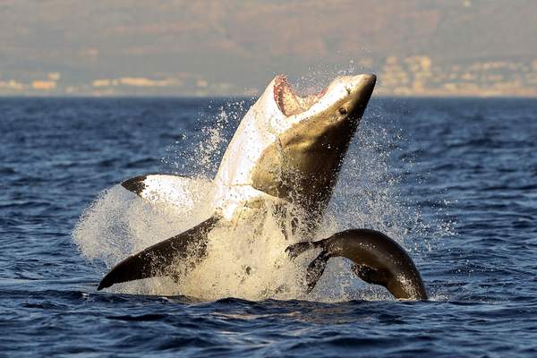 Un gran tiburón blanco saltando