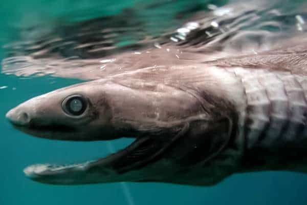 Tiburón con volantes bajo el agua