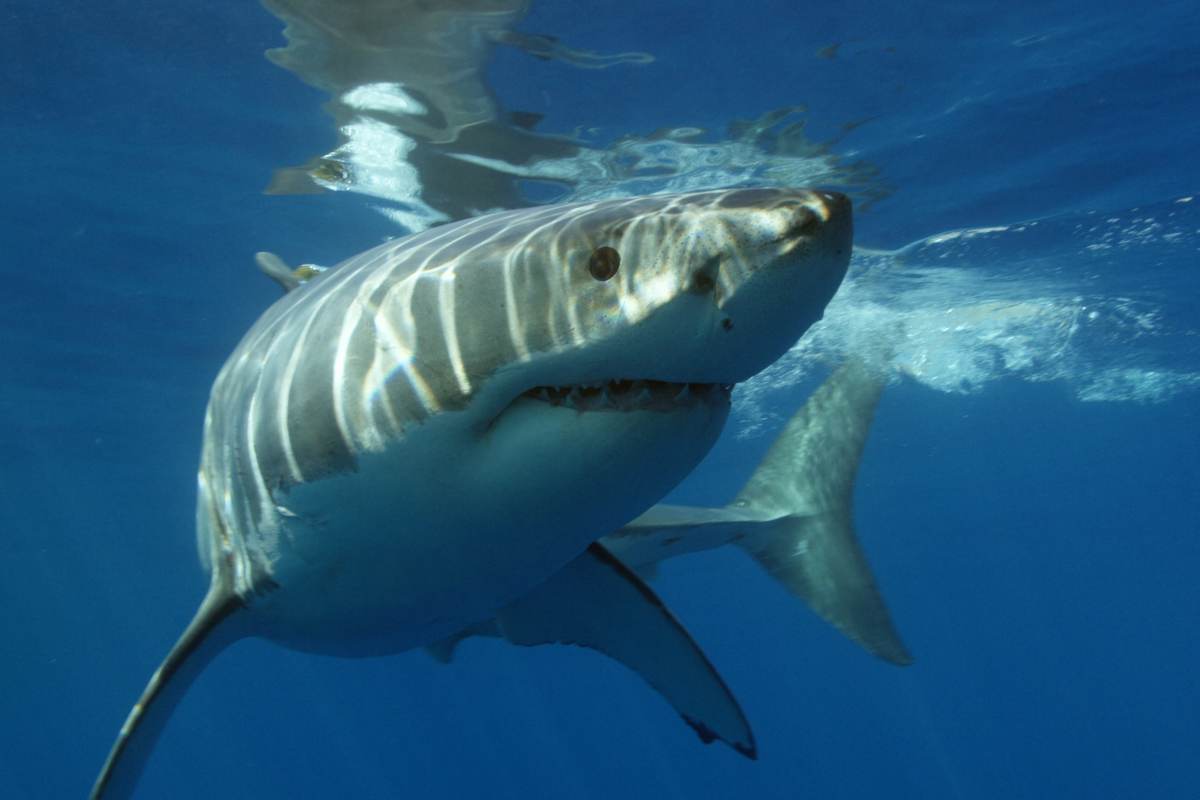 ¿Cuántos Dientes Tienen Los Grandes Tiburones Blancos? ¿cuántos Dientes Tienen Los Grandes Tiburones Blancos?