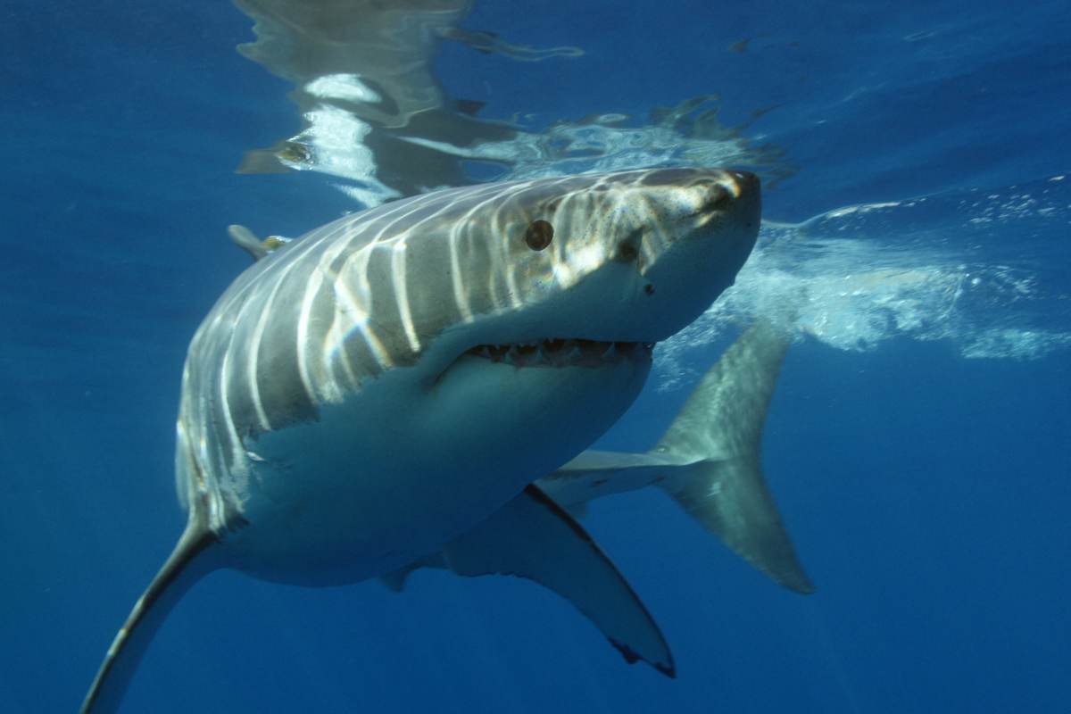 ¿cuántos Dientes Tienen Los Grandes Tiburones Blancos?