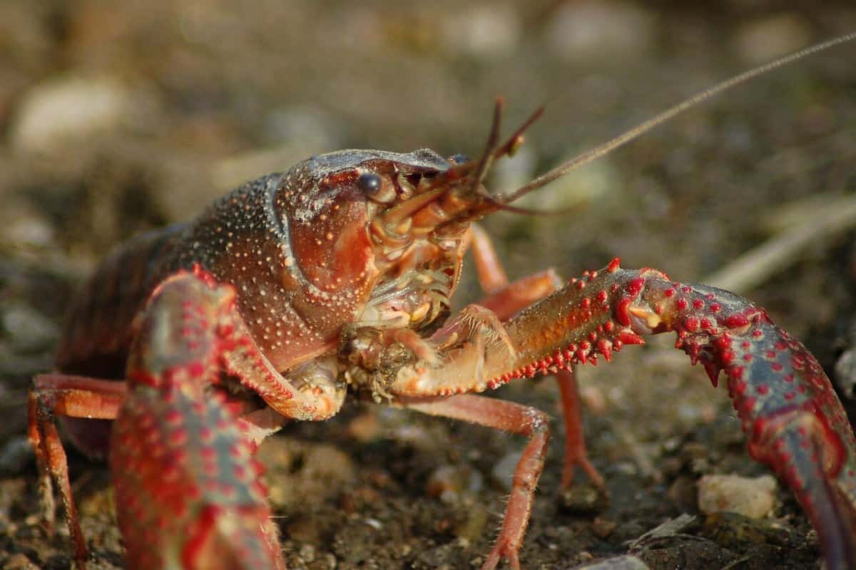 9 Características De Los Crustáceos