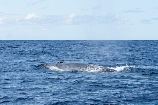 Ballena Sei y su orificio de soplado.