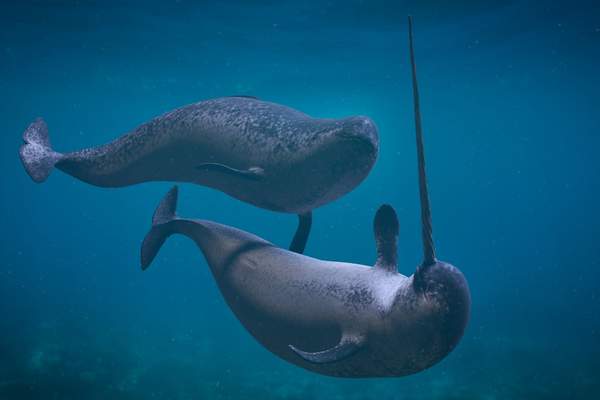 pareja de narvales