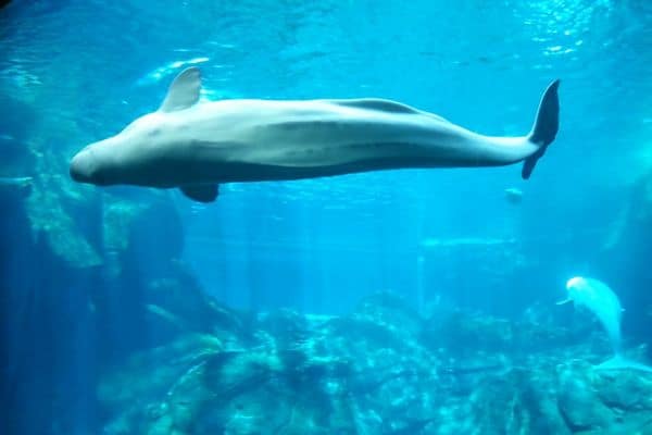 Ballena beluga bajo el agua