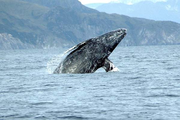 Ballena gris rompiendo