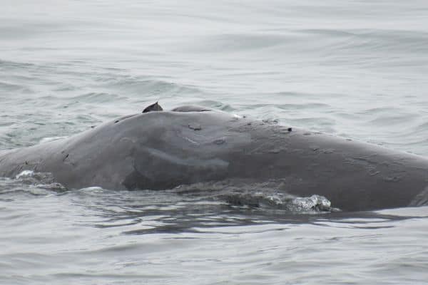 Ballena de Groenlandia en el océano