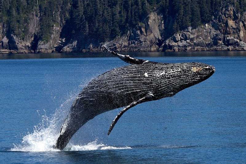 11 De Las Ballenas Más Longevas (clasificadas)