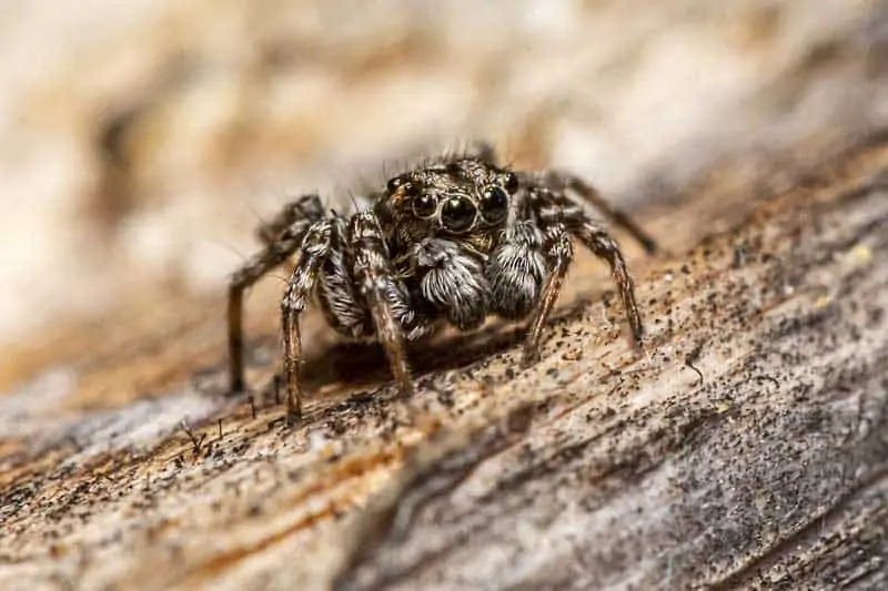 araña saltadora