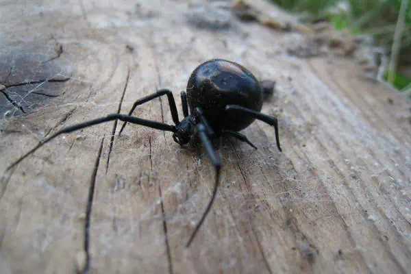 Araña de espalda roja australiana sobre madera