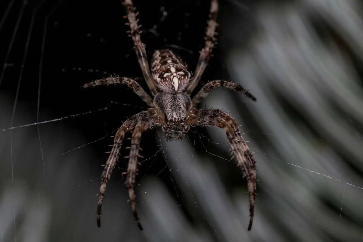 Araña en telaraña