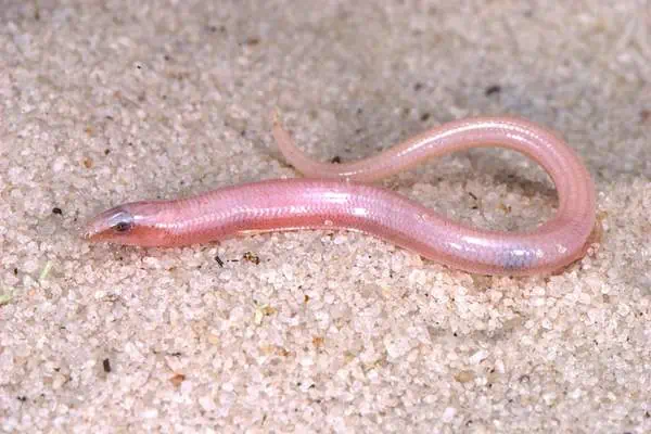 Skink de arena de Florida sobre superficie arenosa