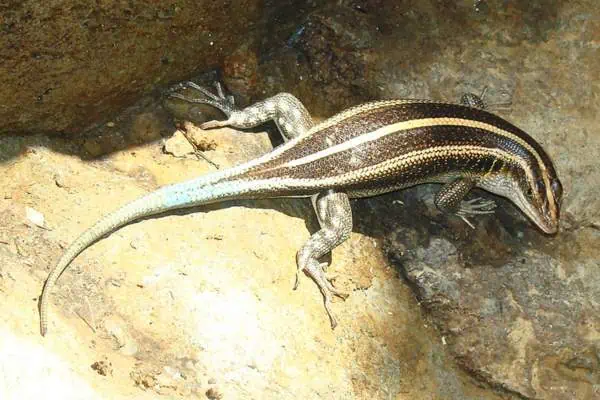 Eslizón africano de cinco líneas