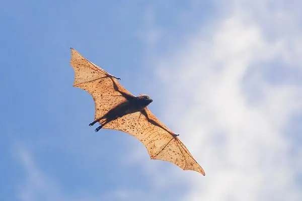 Zorro volador gigante coronado de oro