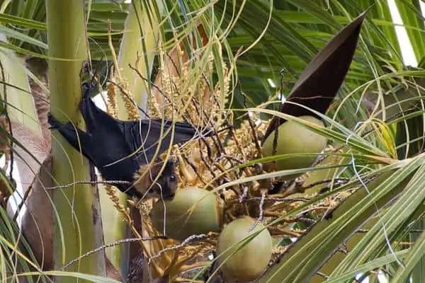 Zorro volador de Samoa sobre coco