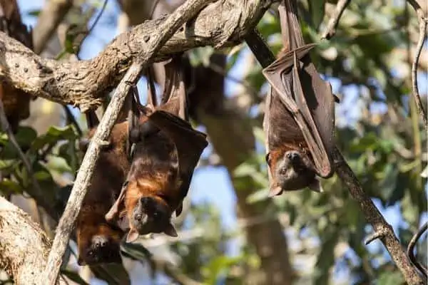 Pequeño zorro volador rojo colgando