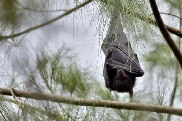 zorro volador negro