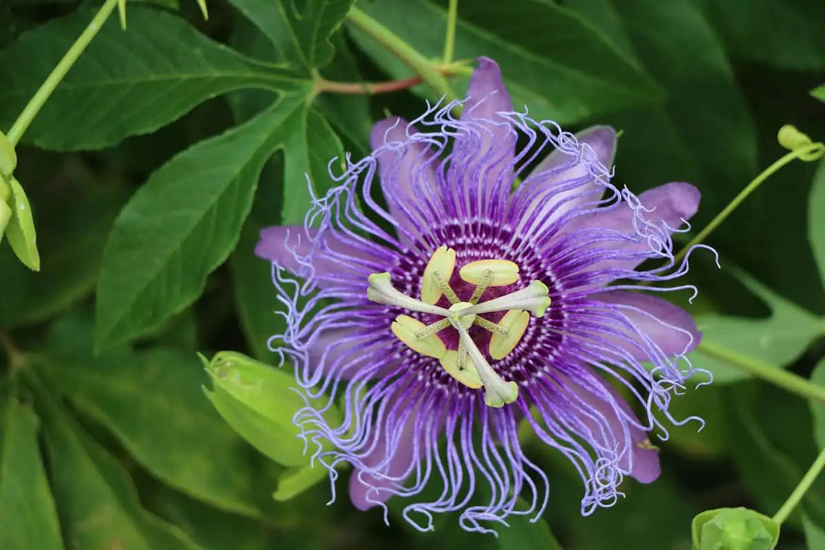 pasiflora morada