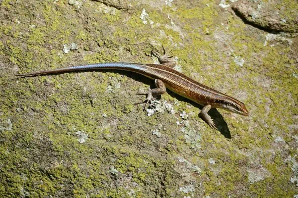 eslizón arcoíris