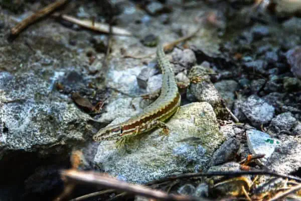 Eslizón de jardín común