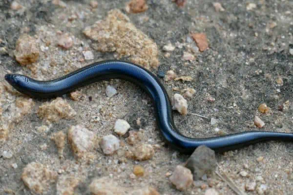 Eslizón gigante sin patas