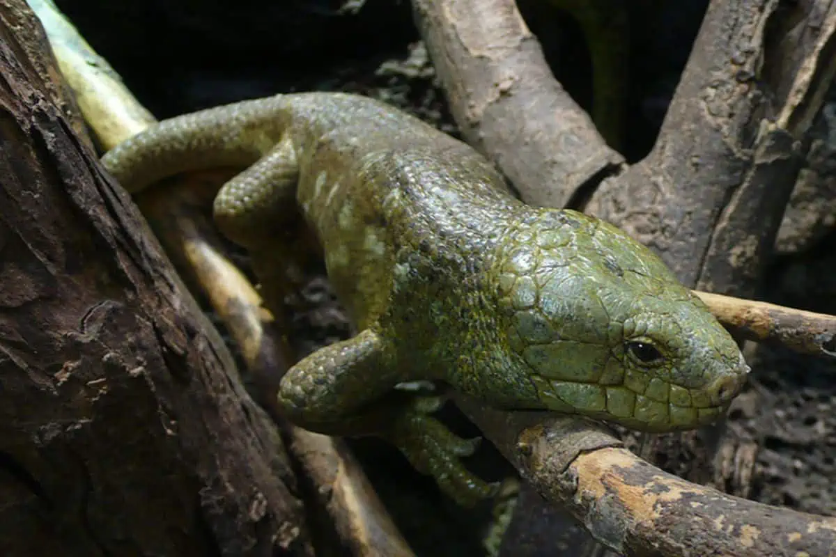 Eslizón de las Islas Salomón