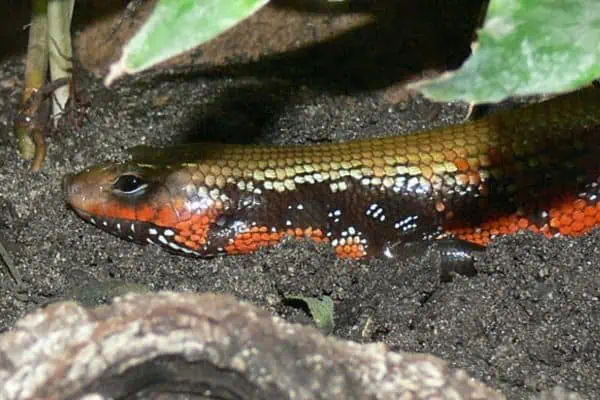 eslizón de fuego