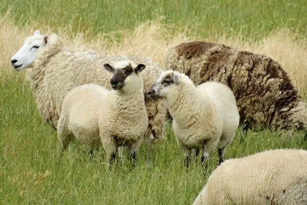 Grupo de ovejas en el campo de hierba.