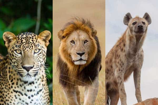 Collage de fotos de leopardo, león y hiena.