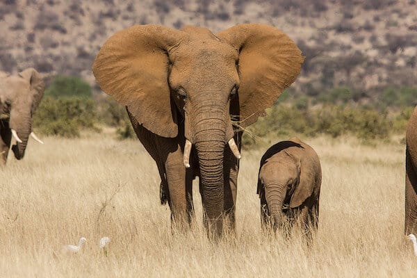 Elefante Africano De La Sabana