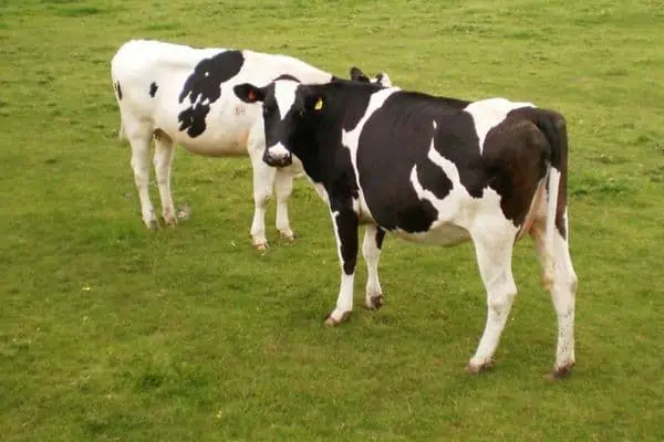 Vacas vagando por el campo de hierba