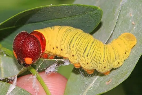 Oruga patrón con manchas plateadas