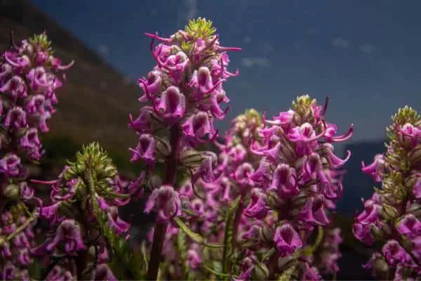 Flores de piojo cabeza de elefante