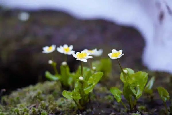 Flores de caléndula de pantano blanco