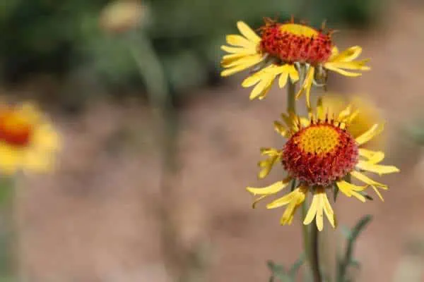 Flores de manta de cúpula roja