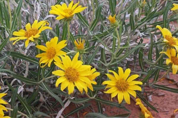 Flores de orejas de mula de Badlands