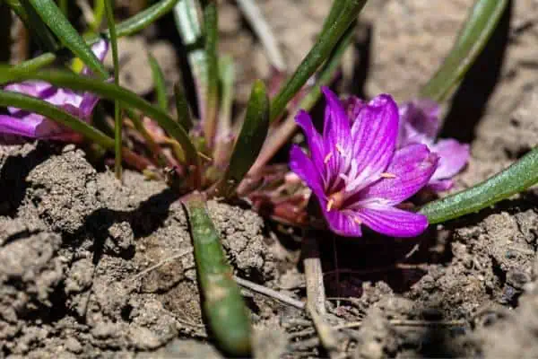 Flores de raíz amarga pigmea