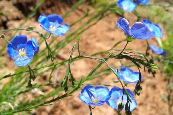 Flores de lino azul de Lewis