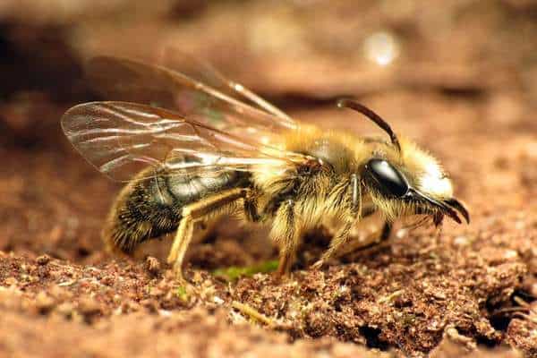 Abeja minera sobre corteza suelta