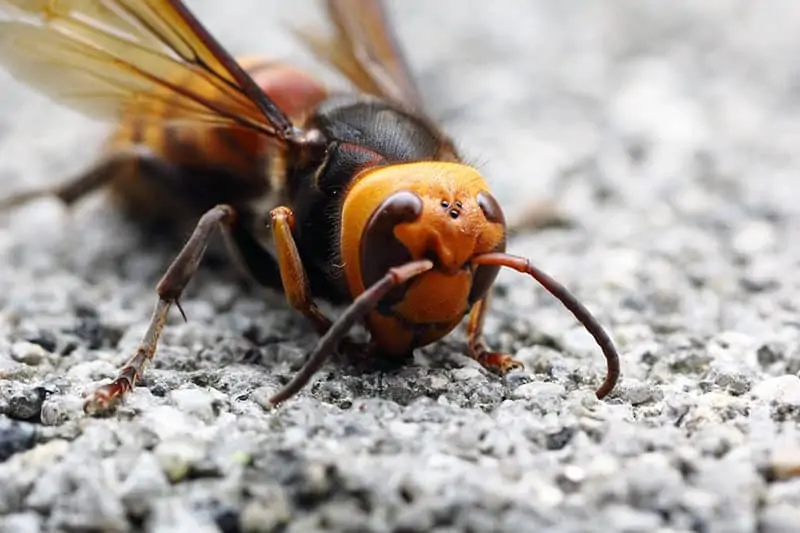 Avispón gigante asiático