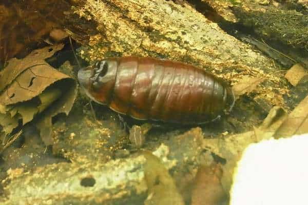 Cucaracha rinoceronte sobre troncos podridos